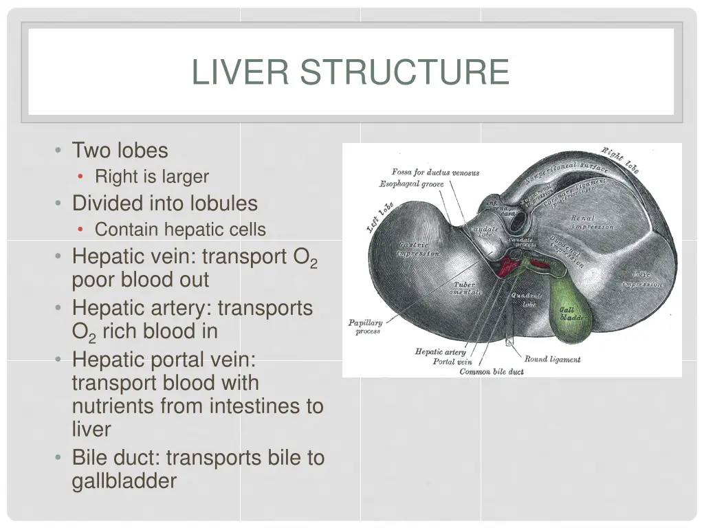 liver structure