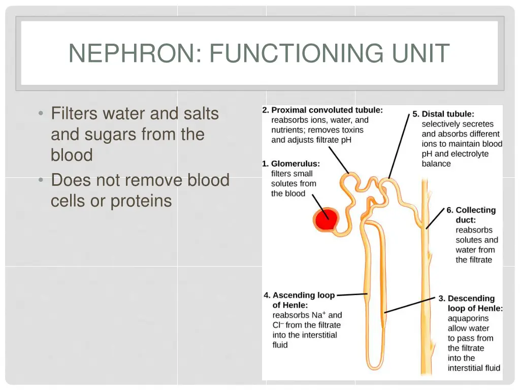 nephron functioning unit
