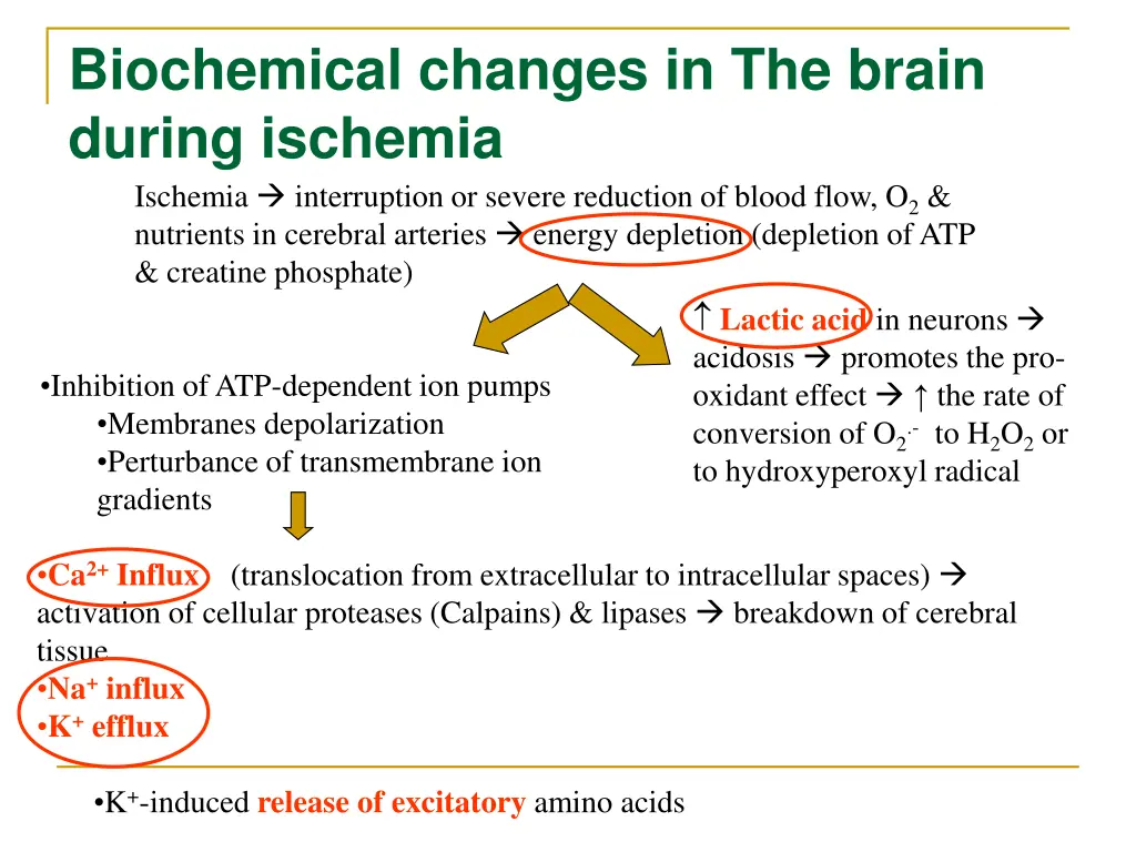 biochemical changes in the brain during ischemia