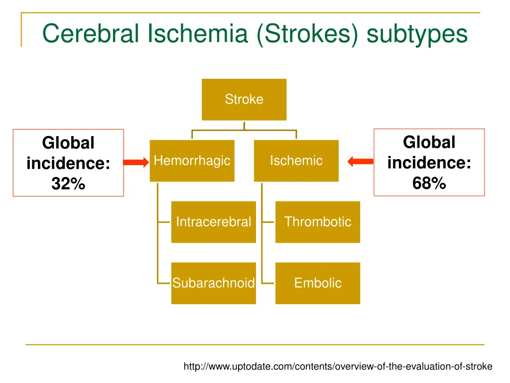 cerebral ischemia strokes subtypes