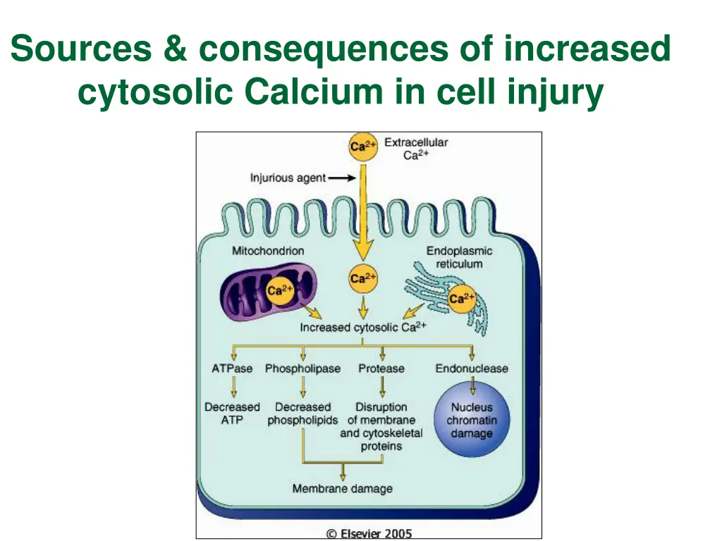 sources consequences of increased cytosolic
