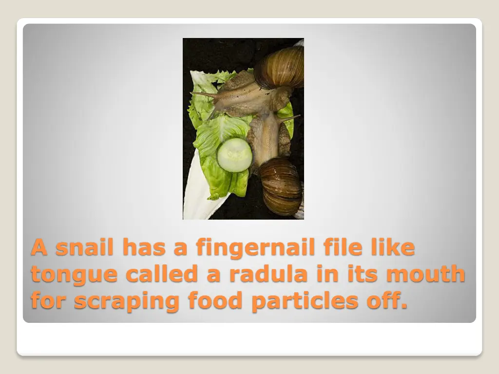 a snail has a fingernail file like tongue called