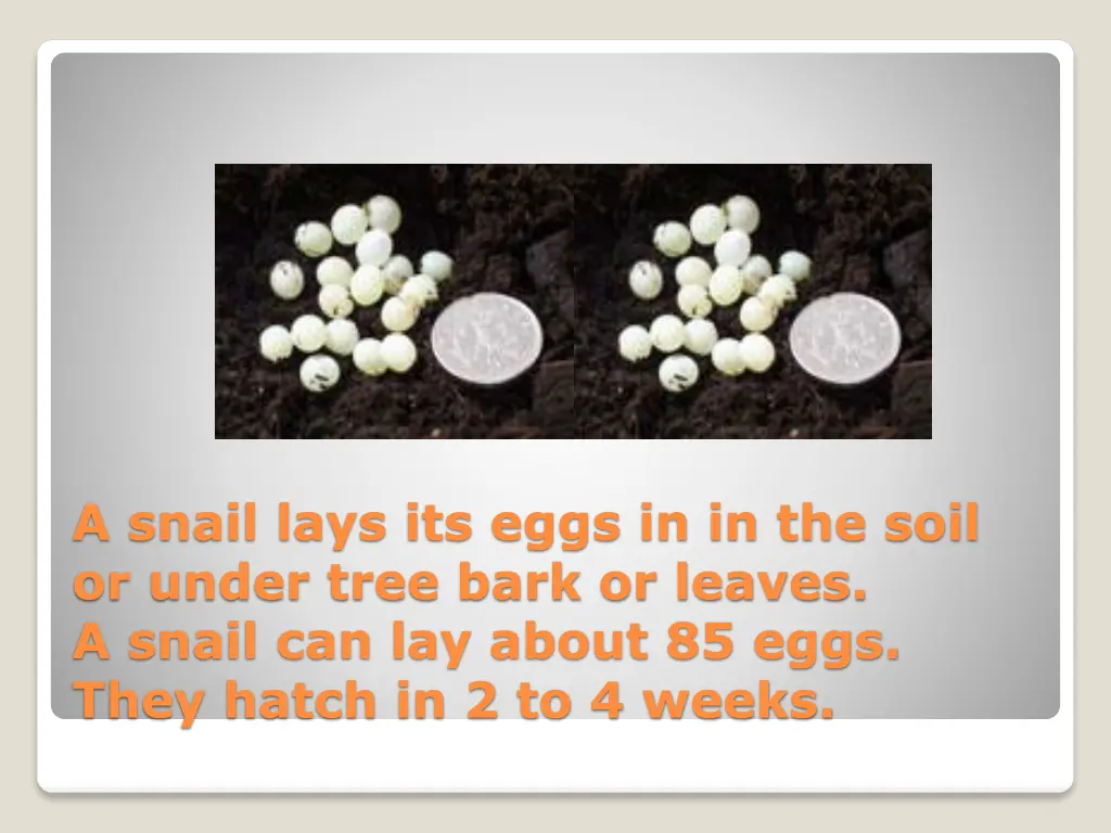 a snail lays its eggs in in the soil or under