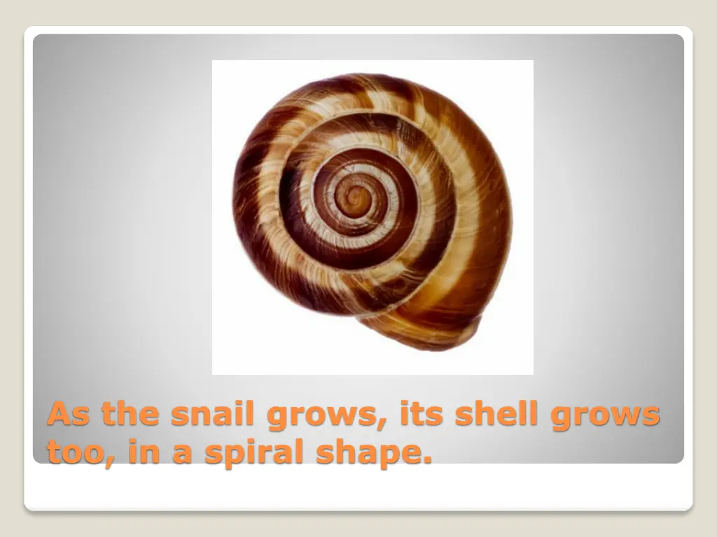 as the snail grows its shell grows