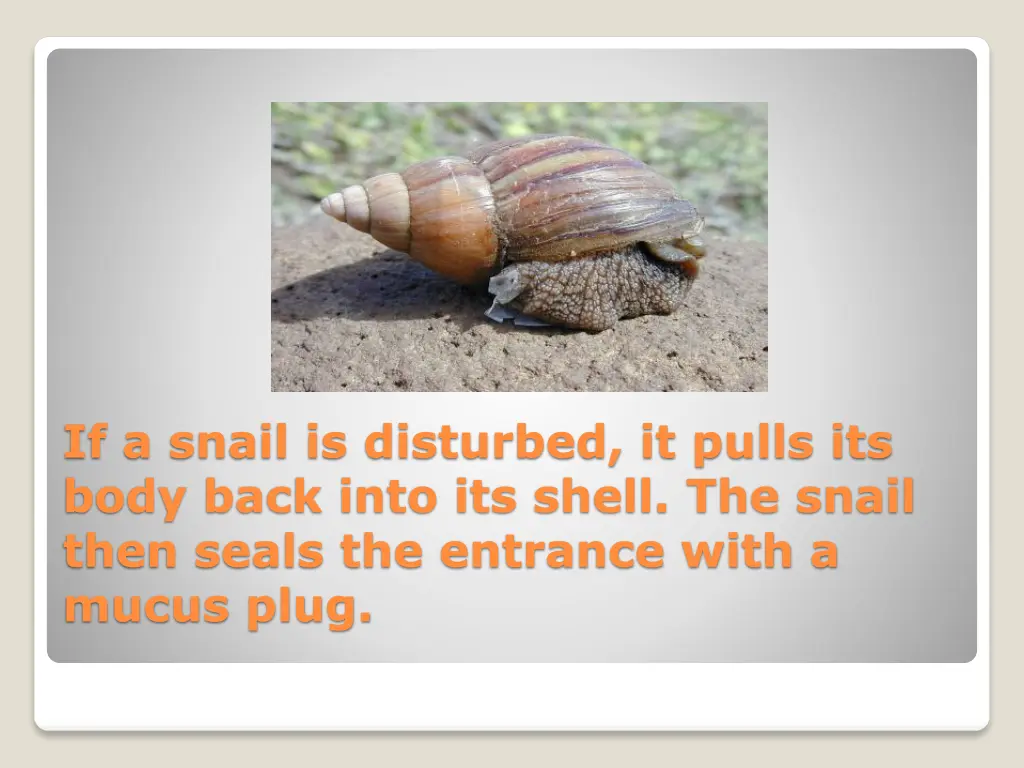 if a snail is disturbed it pulls its body back