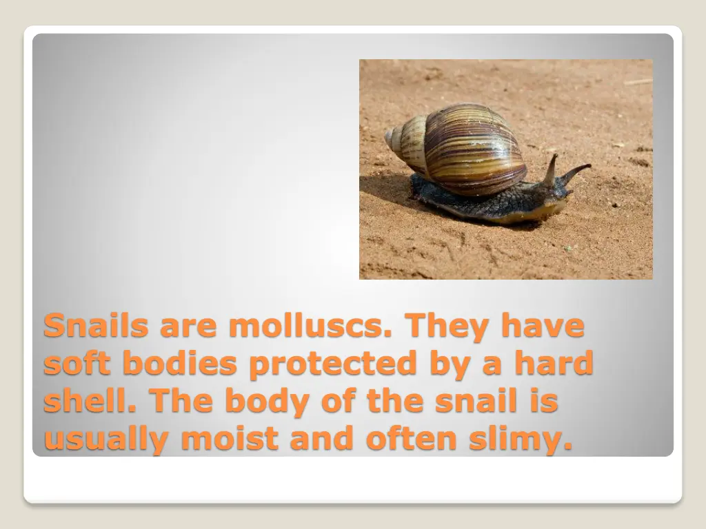 snails are molluscs they have soft bodies