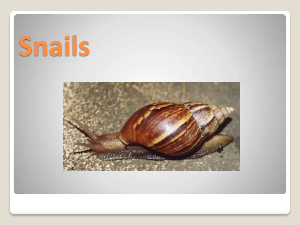 snails