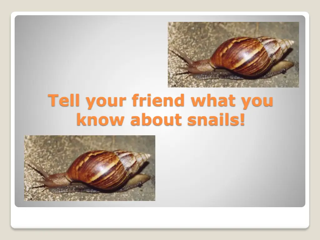 tell your friend what you know about snails