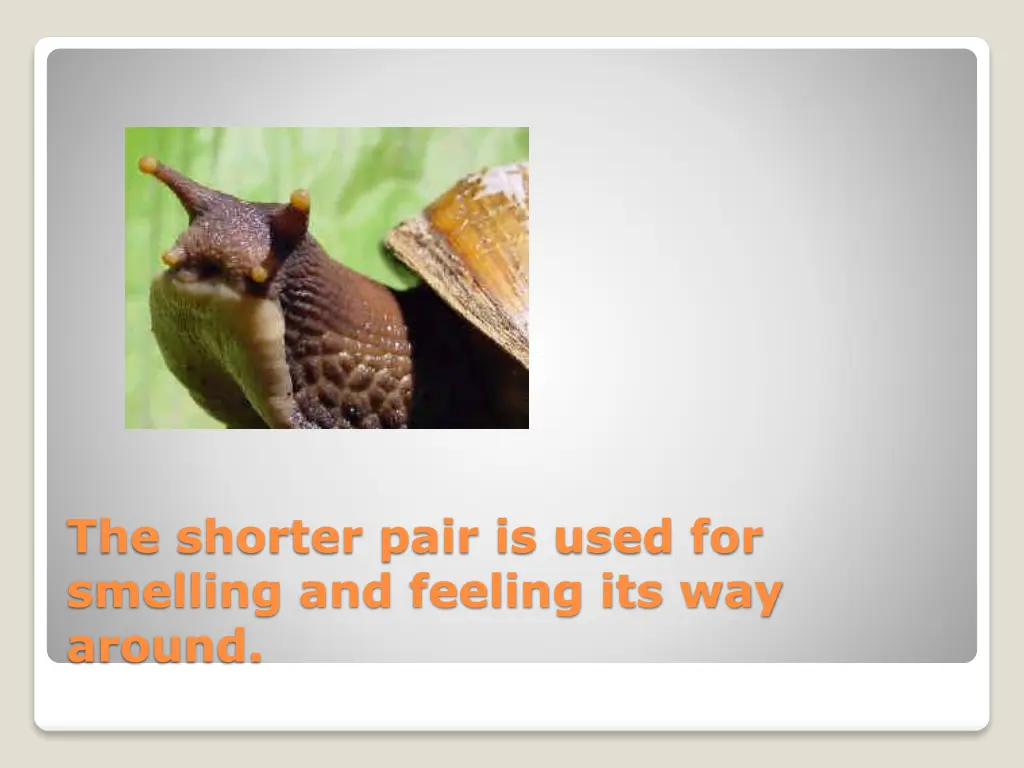 the shorter pair is used for smelling and feeling