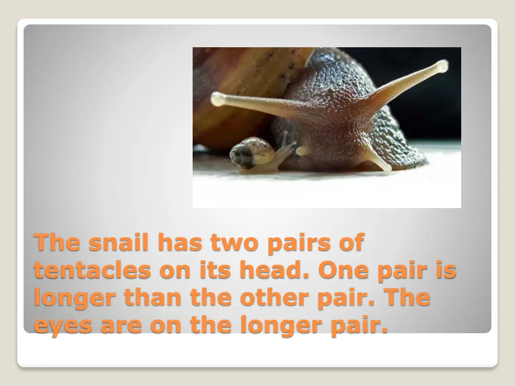 the snail has two pairs of tentacles on its head