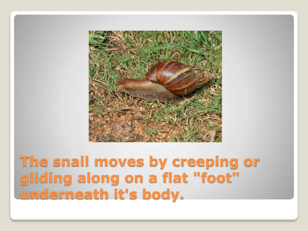 the snail moves by creeping or gliding along