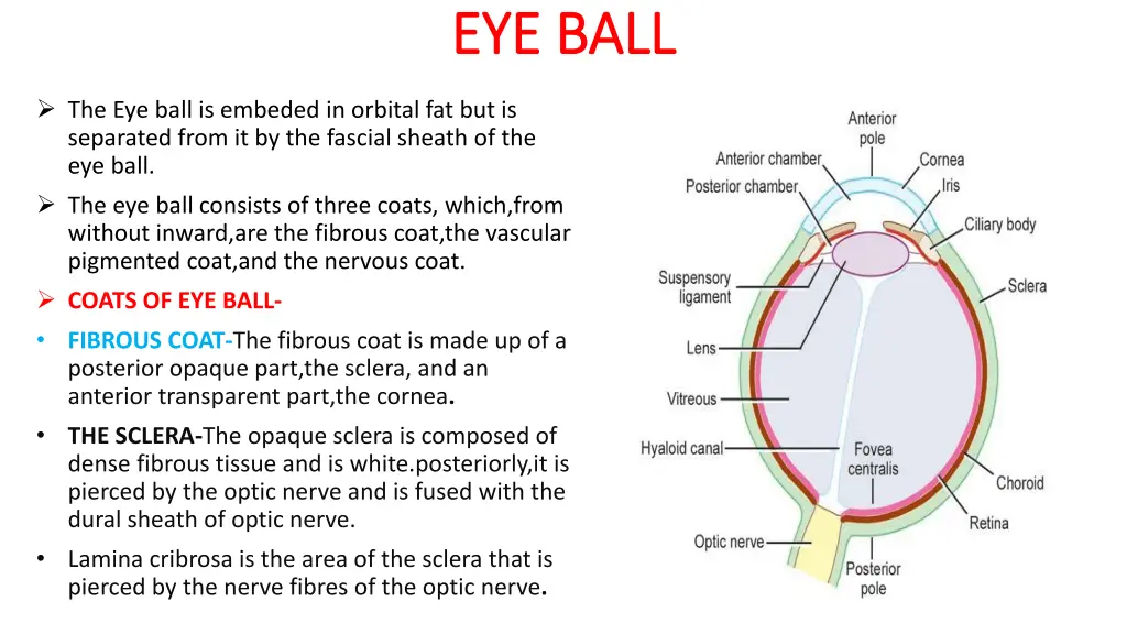 eye ball eye ball