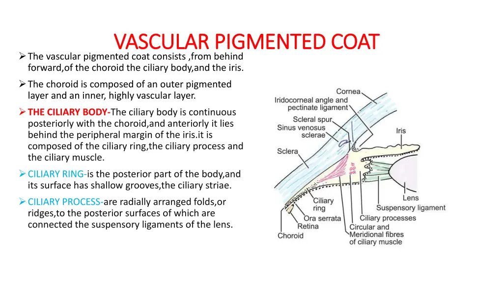 vascular pigmented coat vascular pigmented coat