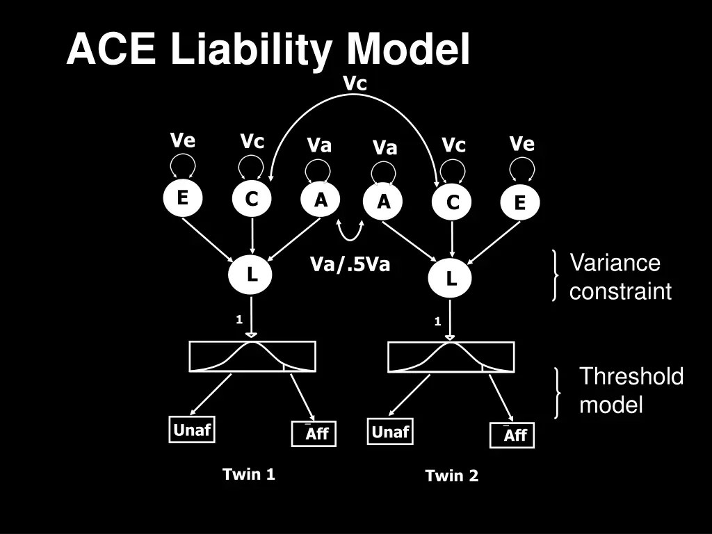 ace liability model