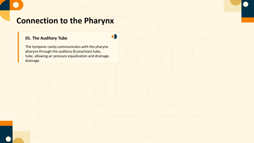 connection to the pharynx