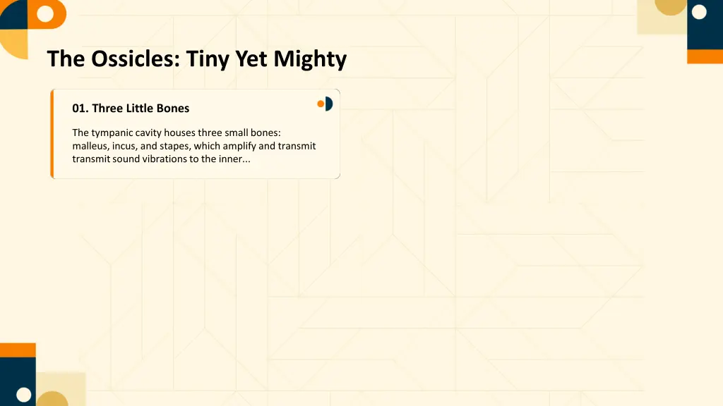the ossicles tiny yet mighty