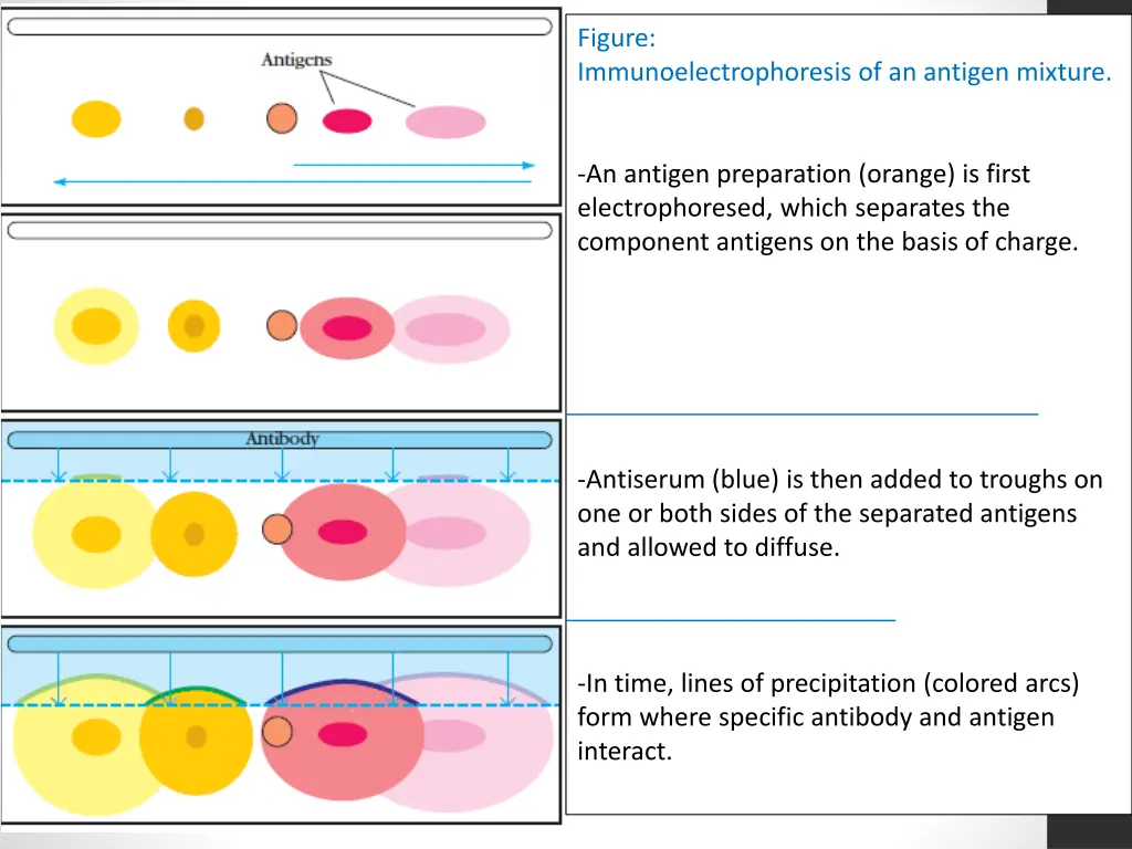 figure immunoelectrophoresis of an antigen mixture