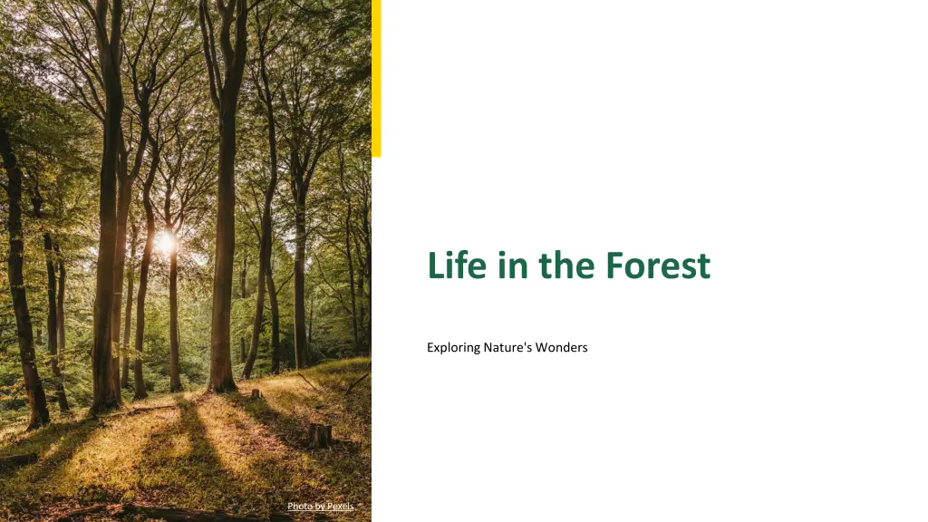 life in the forest