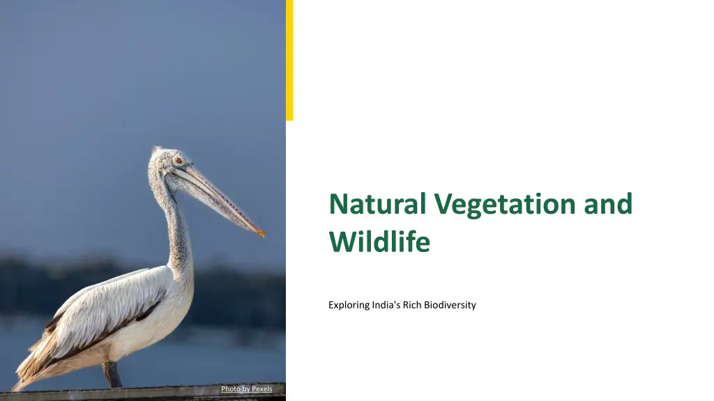 natural vegetation and wildlife