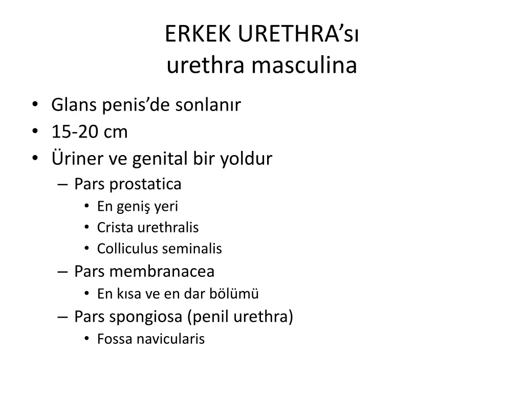 erkek urethra s urethra masculina
