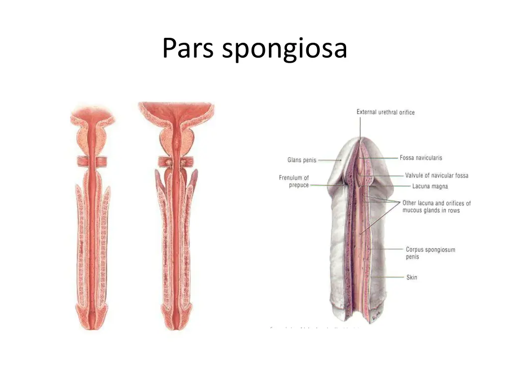 pars spongiosa