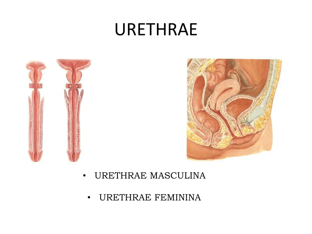 urethrae 1