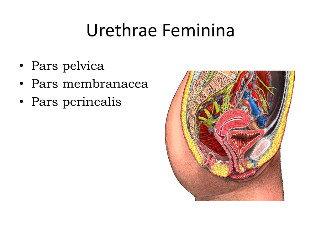 urethrae feminina 1