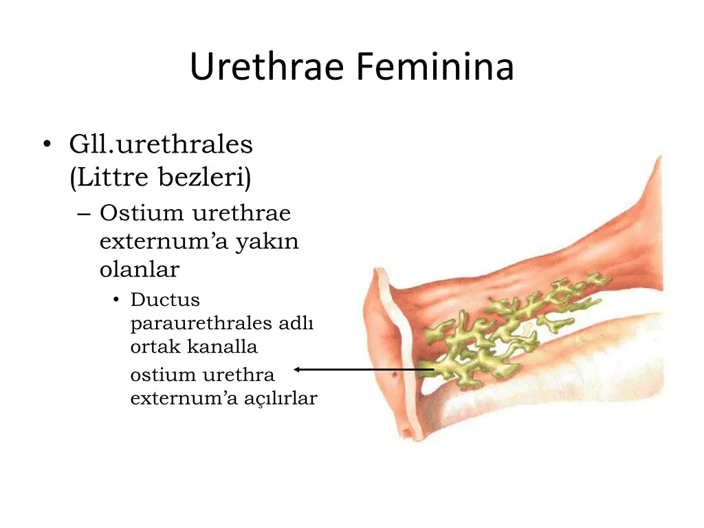urethrae feminina 2