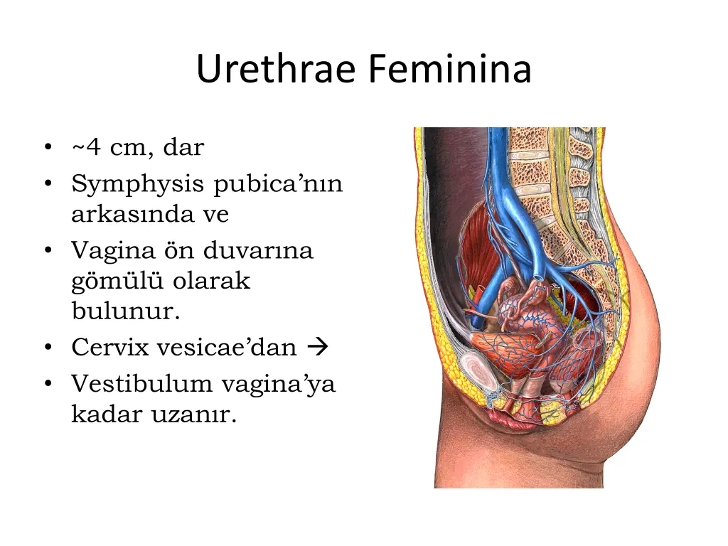 urethrae feminina