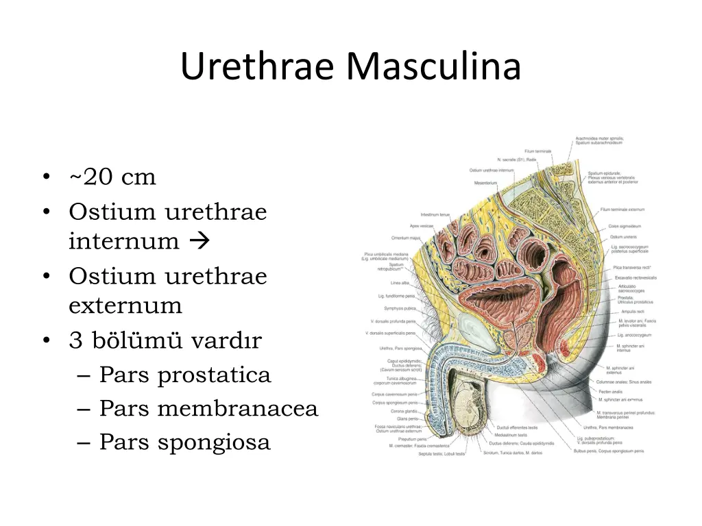 urethrae masculina
