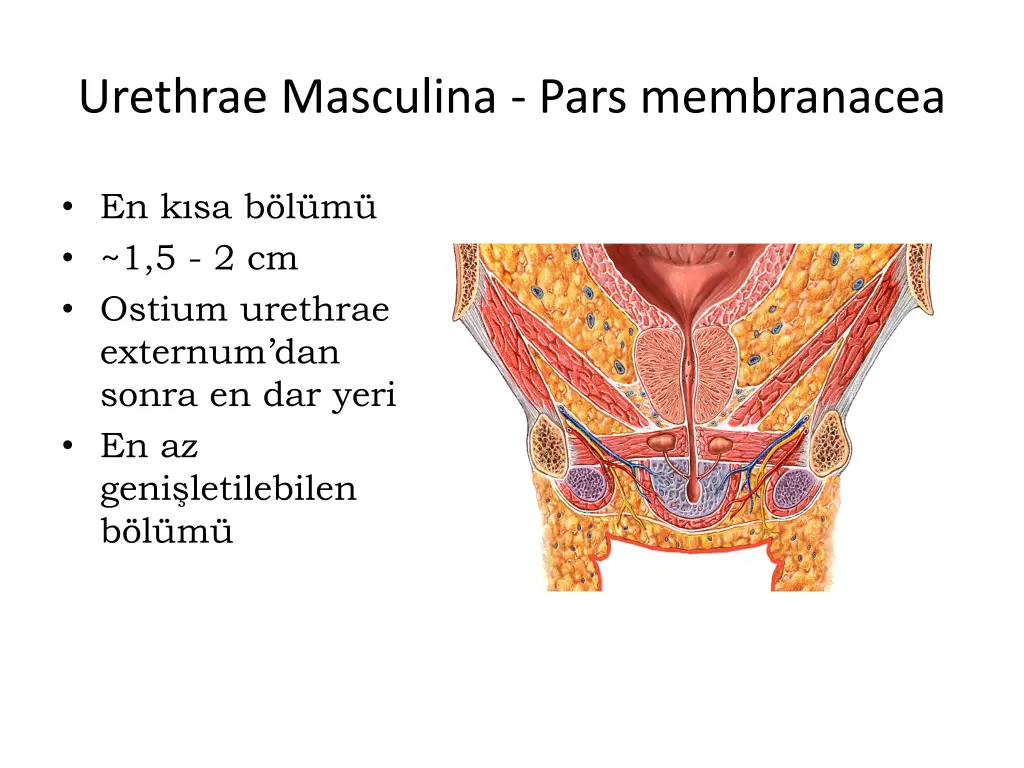 urethrae masculina pars membranacea