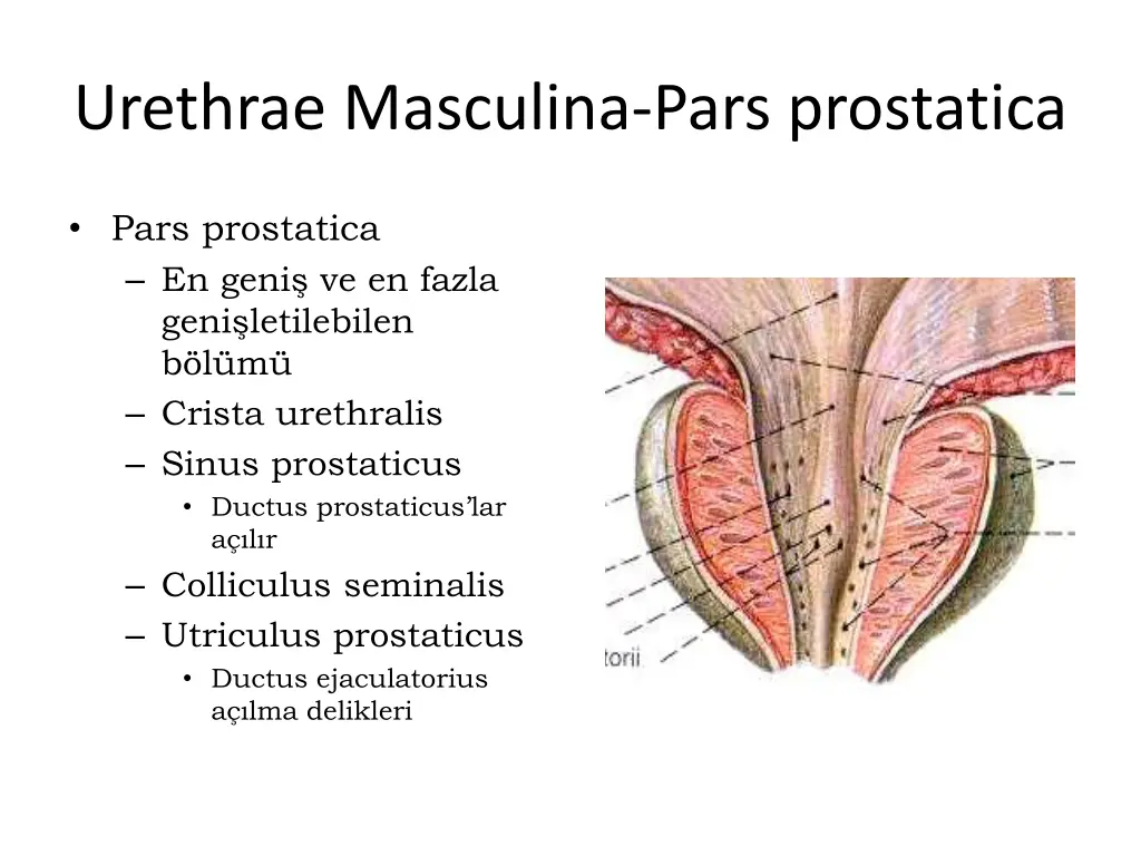urethrae masculina pars prostatica