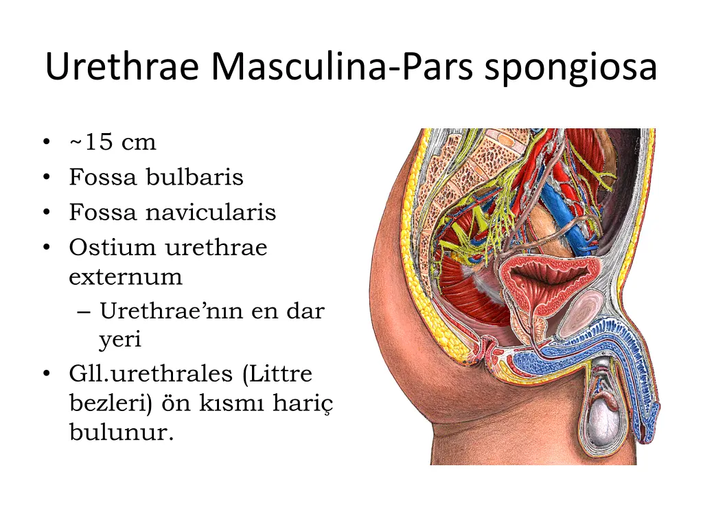 urethrae masculina pars spongiosa