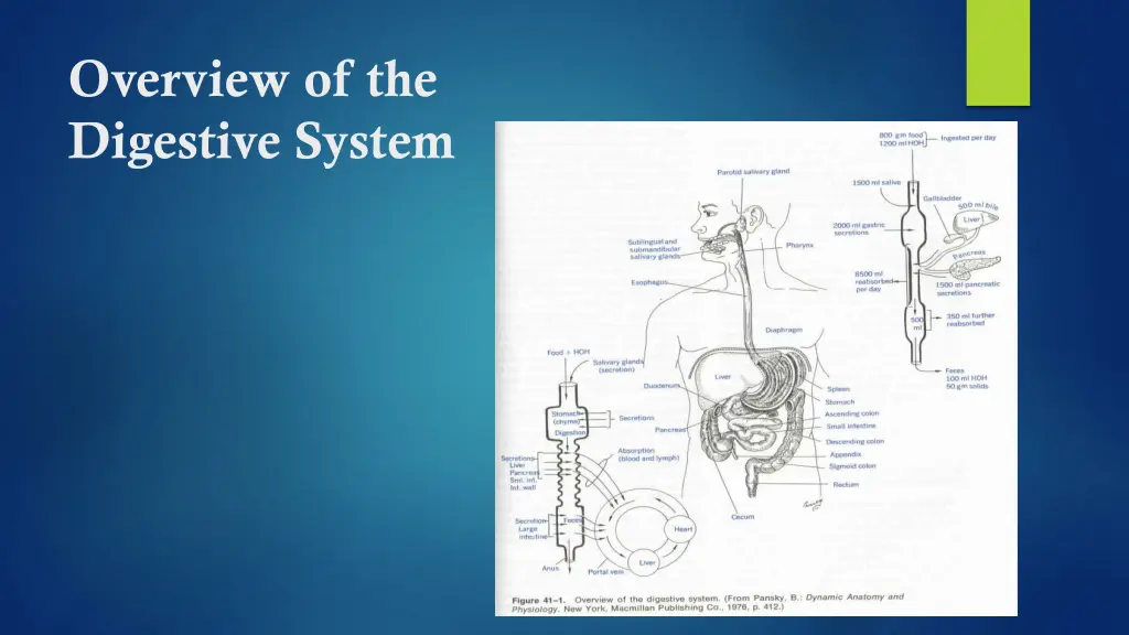 overview of the digestive system