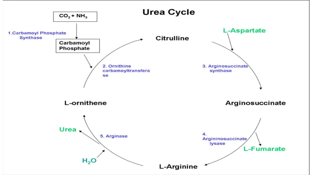 urea cycle 1