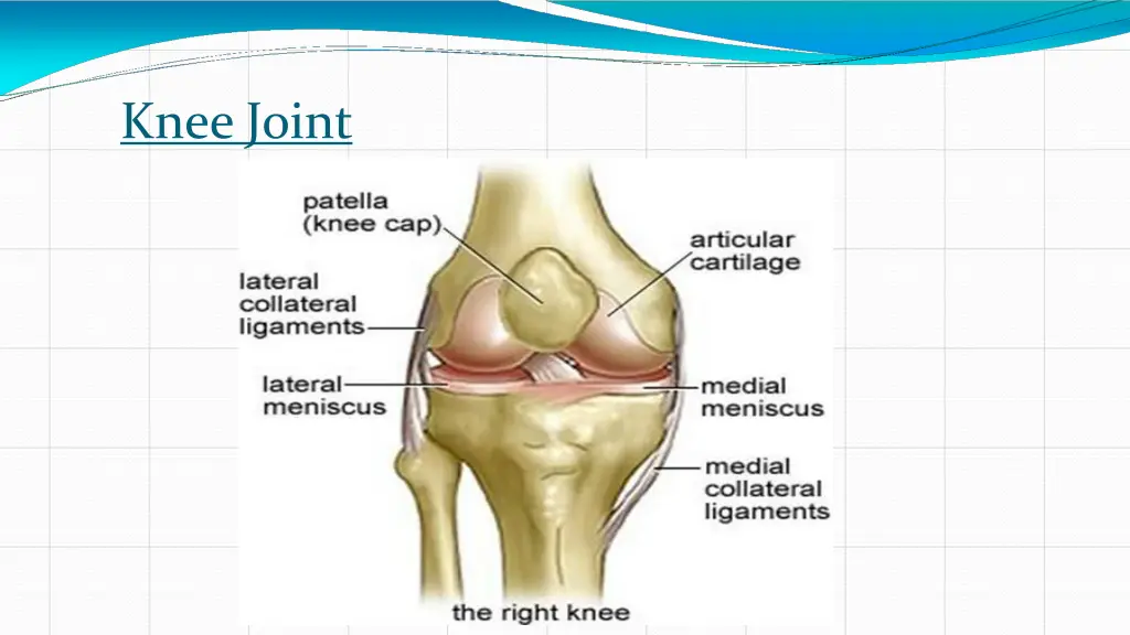 knee joint