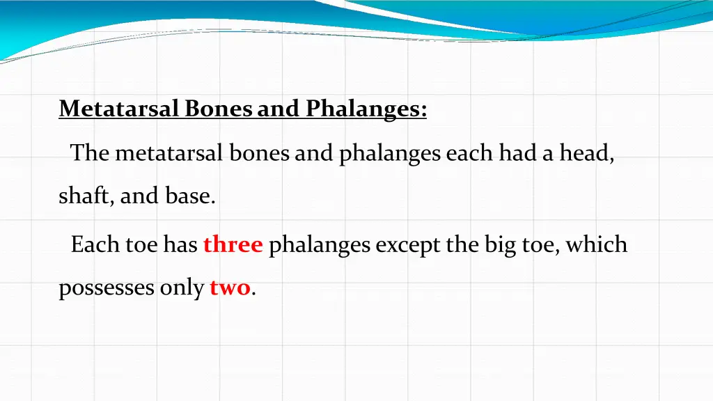 metatarsal bones and phalanges