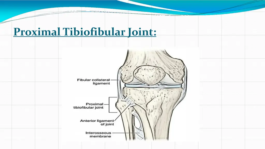 proximal tibiofibular joint
