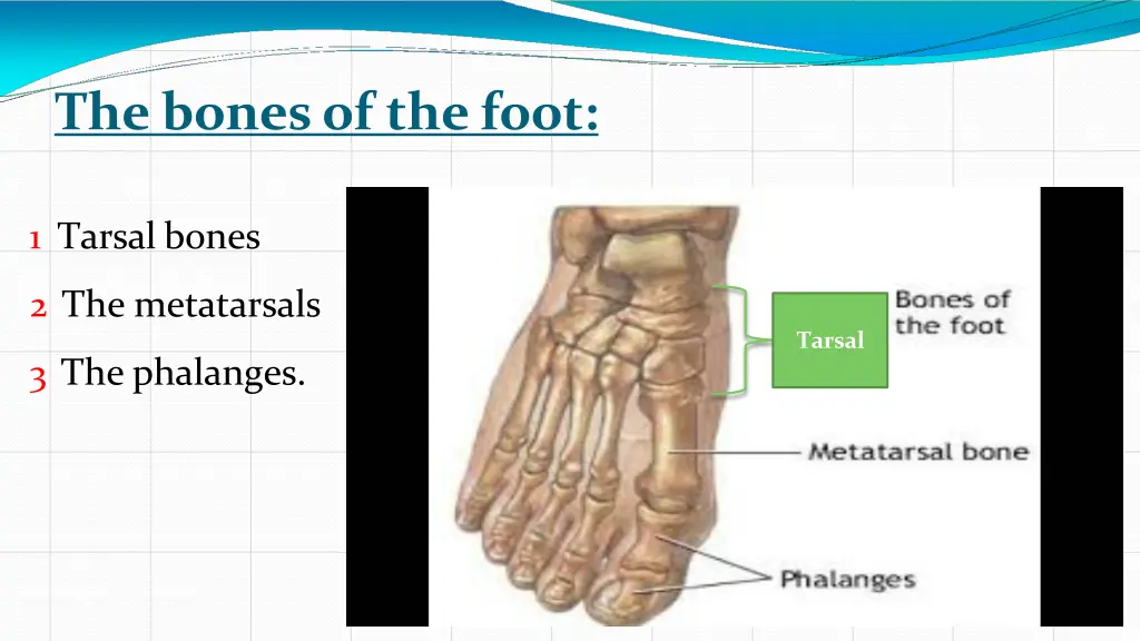 the bones of the foot
