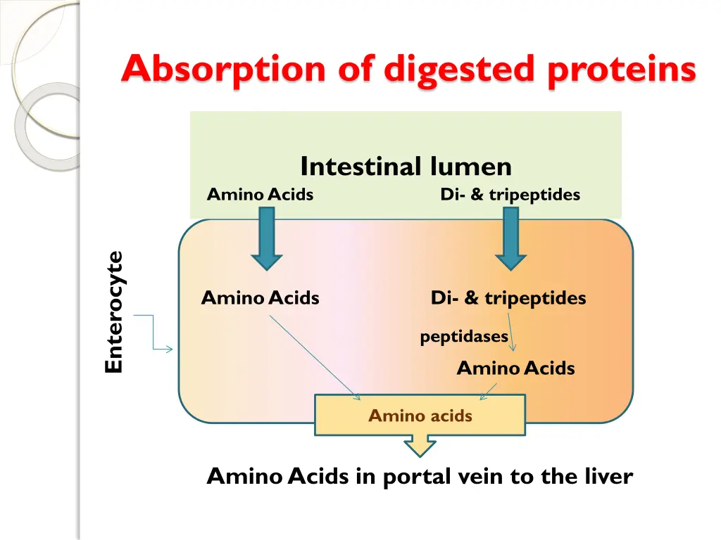 absorption of digested proteins