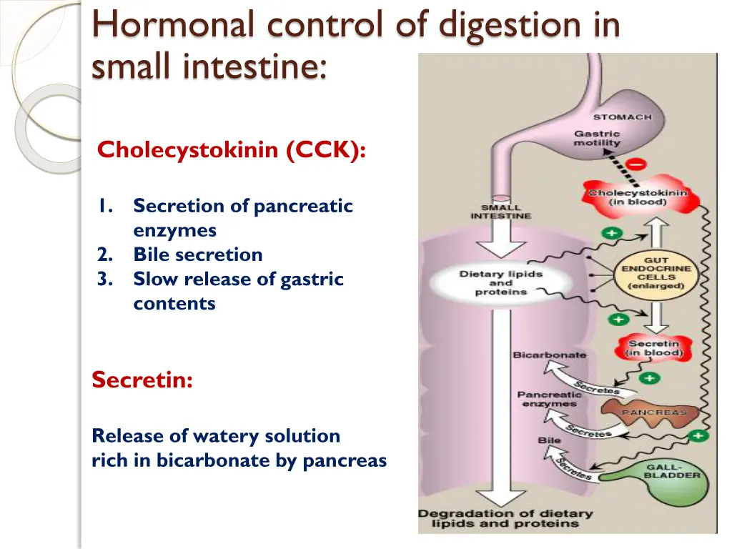 hormonal control of digestion in small intestine