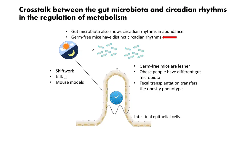 crosstalk between the gut microbiota