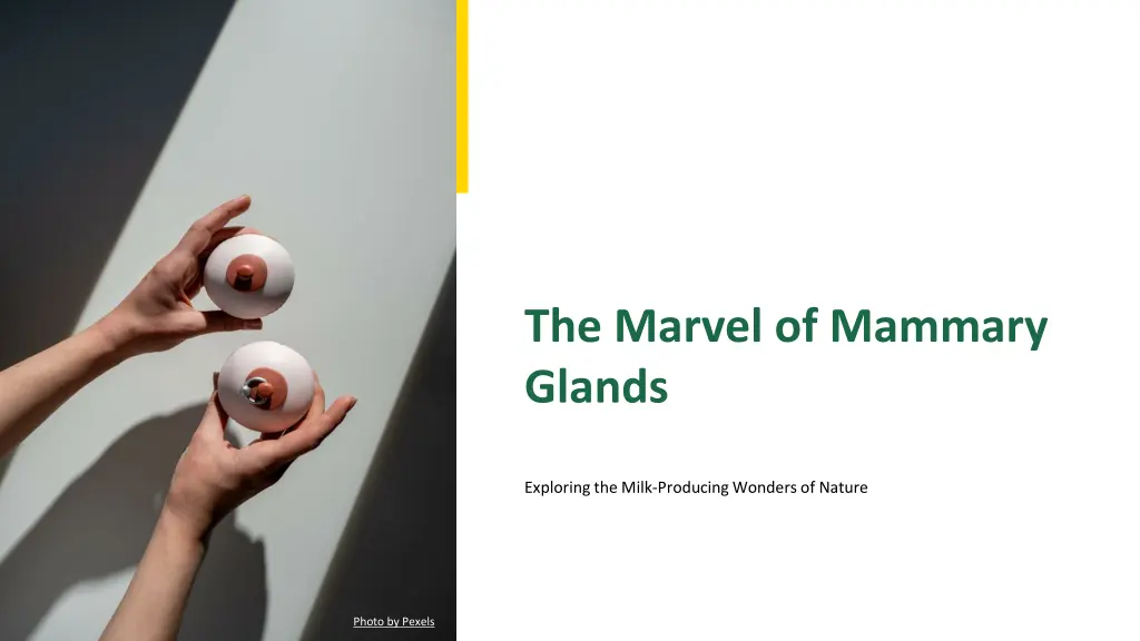 the marvel of mammary glands