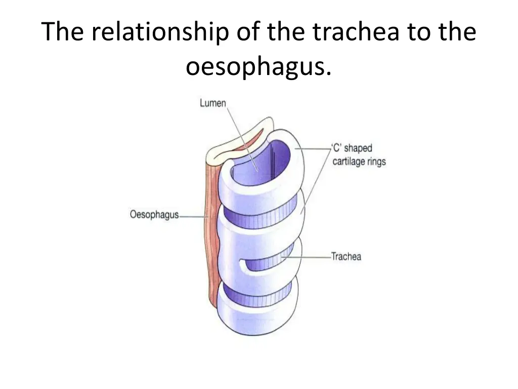 the relationship of the trachea to the oesophagus