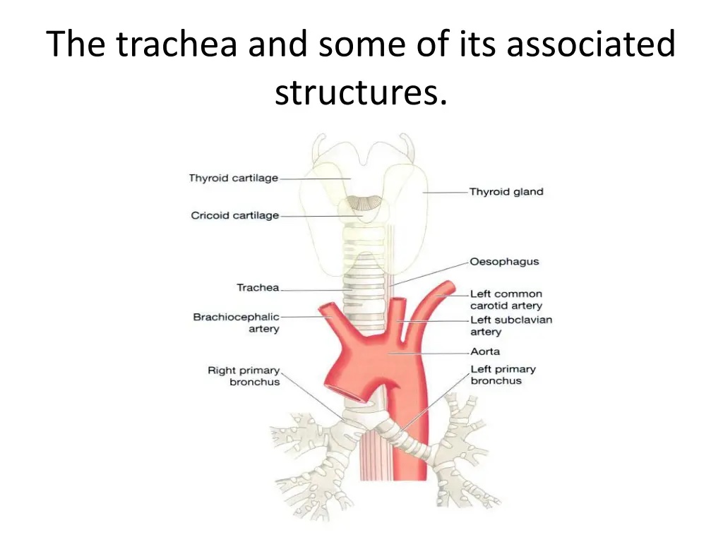 the trachea and some of its associated structures