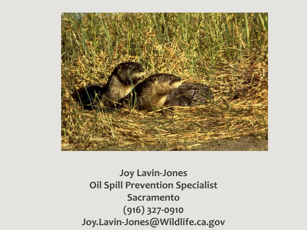 joy lavin jones oil spill prevention specialist