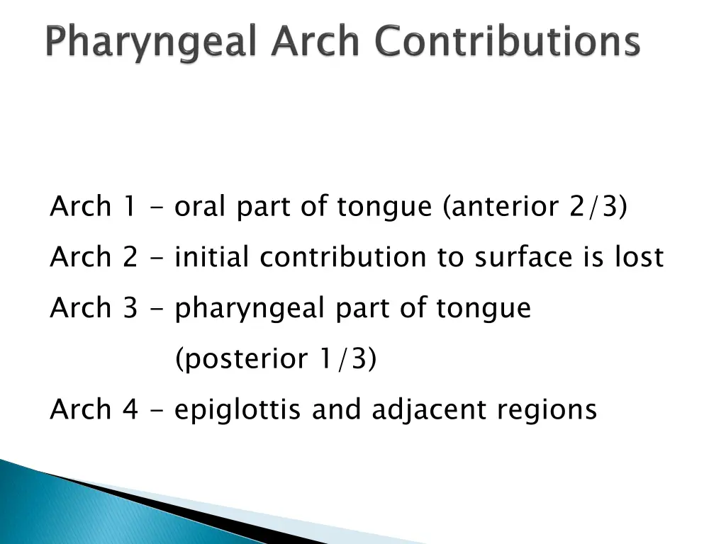 arch 1 oral part of tongue anterior 2 3 arch