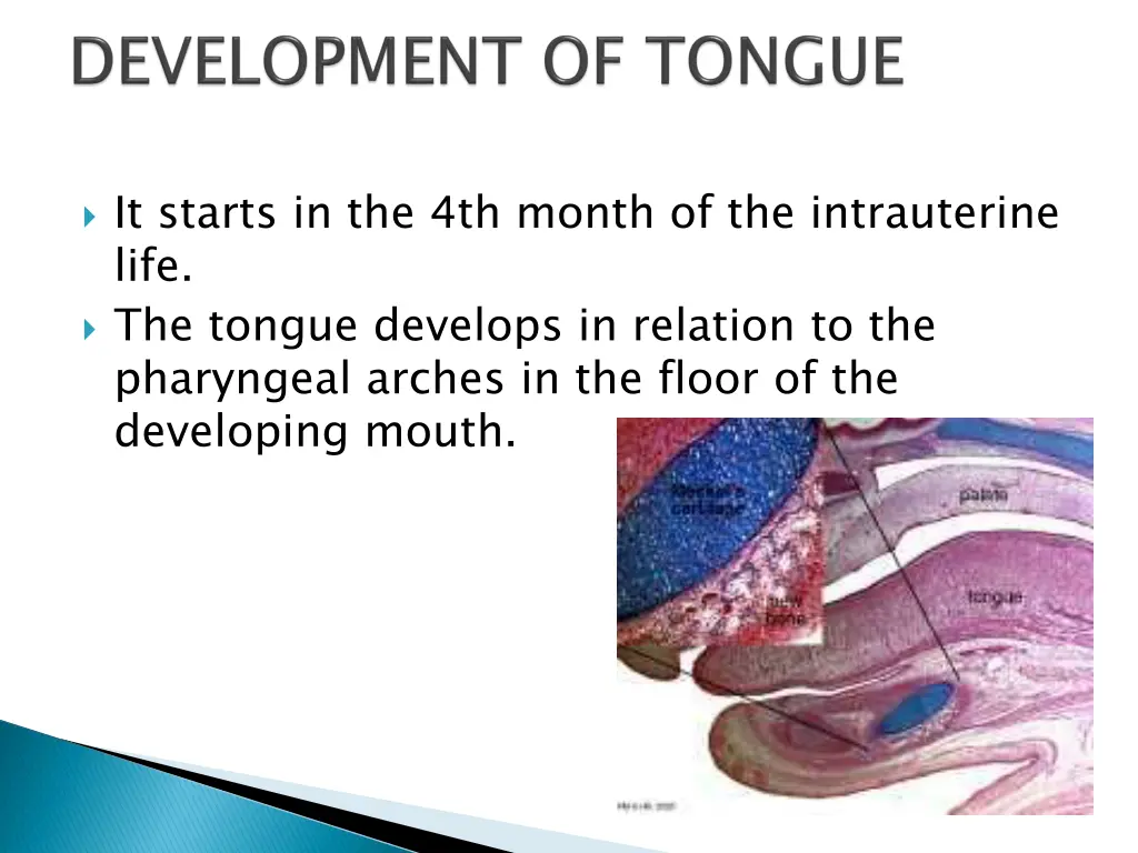 it starts in the 4th month of the intrauterine