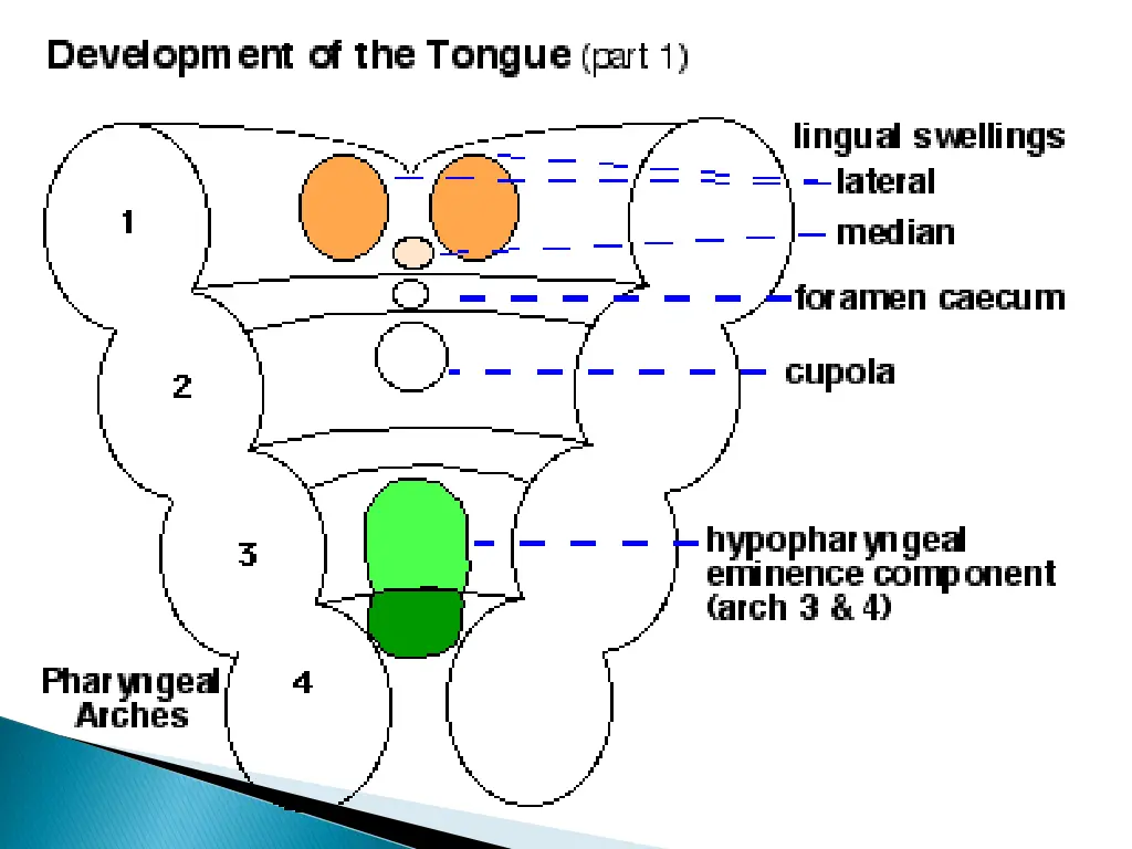 slide10