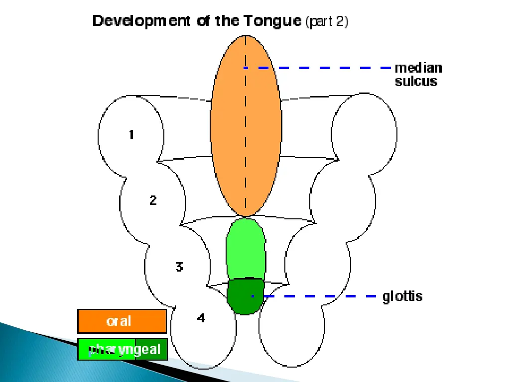 slide20